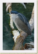 DSC_4358 Black-Crowned Night-Heron * 356 x 534 * (122KB)